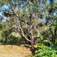 Island in Greece, Ionian Islands, Corfu, 2020 sq.m.