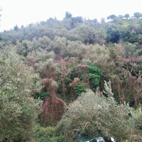 Island in Greece, Ionian Islands, Corfu, 4363 sq.m.