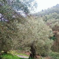 Island in Greece, Ionian Islands, Corfu, 4363 sq.m.