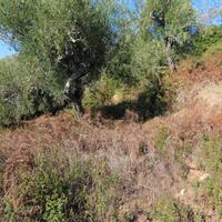 Island in Greece, Ionian Islands, Corfu, 2300 sq.m.