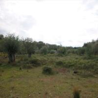 Island in Greece, Ionian Islands, Corfu, 6500 sq.m.