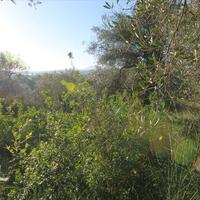 Остров в Греции, Ионические острова, Корфу, 4131 кв.м.