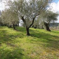 Остров в Греции, Ионические острова, Корфу, 6135 кв.м.