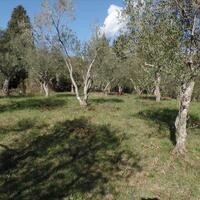 Island in Greece, Ionian Islands, Corfu, 4900 sq.m.