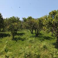 Island in Greece, Ionian Islands, Corfu, 1000 sq.m.