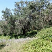 Island in Greece, Ionian Islands, Corfu, 2750 sq.m.