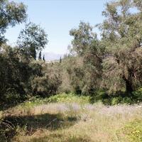 Island in Greece, Ionian Islands, Corfu, 2750 sq.m.