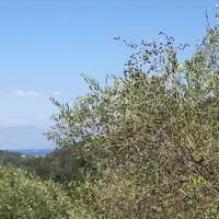 Island in Greece, Ionian Islands, Corfu, 2250 sq.m.