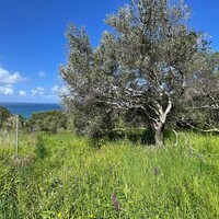 Island in Greece, Ionian Islands, Corfu, 9150 sq.m.
