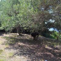 Island in Greece, Ionian Islands, Corfu, 9150 sq.m.