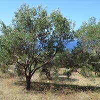 Island in Greece, Ionian Islands, Corfu, 9150 sq.m.