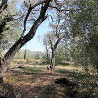 Island in Greece, Ionian Islands, Corfu, 20700 sq.m.