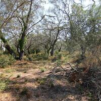 Island in Greece, Ionian Islands, Corfu, 20700 sq.m.