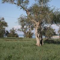 Island in Greece, Ionian Islands, Corfu, 21083 sq.m.