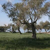 Island in Greece, Ionian Islands, Corfu, 21083 sq.m.