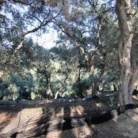 Island in Greece, Ionian Islands, Corfu, 3700 sq.m.