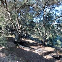 Island in Greece, Ionian Islands, Corfu, 3700 sq.m.