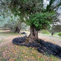 Island in Greece, Ionian Islands, Corfu, 1222 sq.m.