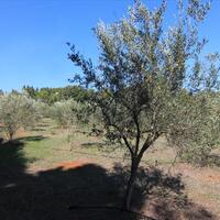 Island in Greece, Ionian Islands, Corfu, 27750 sq.m.