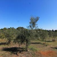 Island in Greece, Ionian Islands, Corfu, 27750 sq.m.