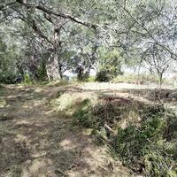 Island in Greece, Ionian Islands, Corfu, 6000 sq.m.
