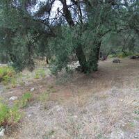 Island in Greece, Ionian Islands, Corfu, 2800 sq.m.