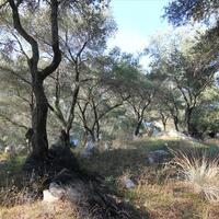 Island in Greece, Ionian Islands, Corfu, 4300 sq.m.