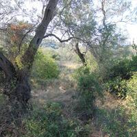 Island in Greece, Ionian Islands, Corfu, 5000 sq.m.