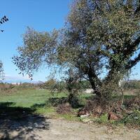 Island in Greece, Ionian Islands, Corfu, 5000 sq.m.