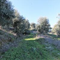 Island in Greece, Ionian Islands, Corfu, 41000 sq.m.
