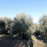 Island in Greece, Ionian Islands, Corfu, 41000 sq.m.