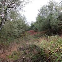 Island in Greece, Ionian Islands, Corfu, 5500 sq.m.
