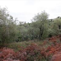 Island in Greece, Ionian Islands, Corfu, 5500 sq.m.