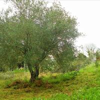 Island in Greece, Ionian Islands, Corfu, 10500 sq.m.