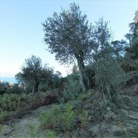 Island in Greece, Ionian Islands, Corfu, 4000 sq.m.
