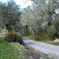 Island in Greece, Ionian Islands, Corfu, 20000 sq.m.