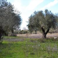 Island in Greece, Ionian Islands, Corfu, 20000 sq.m.