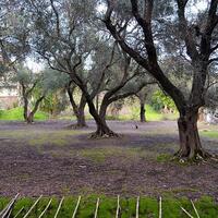 Island in Greece, Ionian Islands, Corfu, 2075 sq.m.