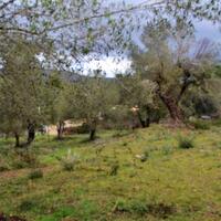 Island in Greece, Ionian Islands, Corfu, 5200 sq.m.