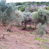 Island in Greece, Ionian Islands, Corfu, 21000 sq.m.