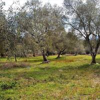 Island in Greece, Ionian Islands, Corfu, 5304 sq.m.