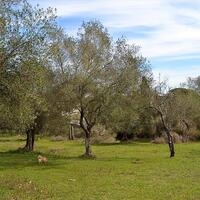 Island in Greece, Ionian Islands, Corfu, 5304 sq.m.