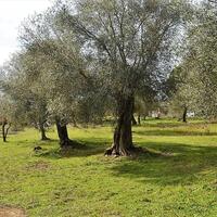 Island in Greece, Ionian Islands, Corfu, 5304 sq.m.