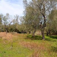 Island in Greece, Ionian Islands, Corfu, 5304 sq.m.