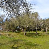 Island in Greece, Ionian Islands, Corfu, 5304 sq.m.