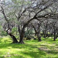Island in Greece, Ionian Islands, Corfu, 4000 sq.m.
