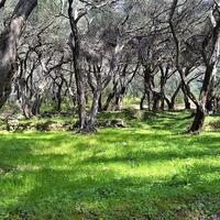 Island in Greece, Ionian Islands, Corfu, 4000 sq.m.