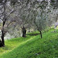 Island in Greece, Ionian Islands, Corfu, 7000 sq.m.