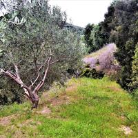 Island in Greece, Ionian Islands, Corfu, 5000 sq.m.