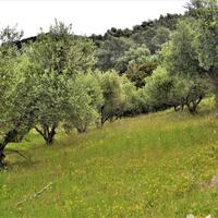 Island in Greece, Ionian Islands, Corfu, 6200 sq.m.